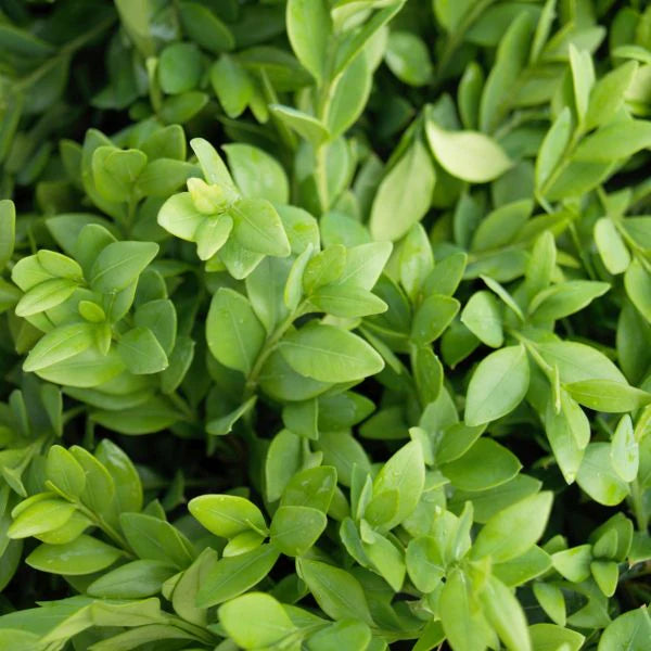 Green Velvet Boxwood Shrub – Compact Evergreen Hedge Plant – Year-Round Green Foliage – Ideal for Borders & Foundation Planting