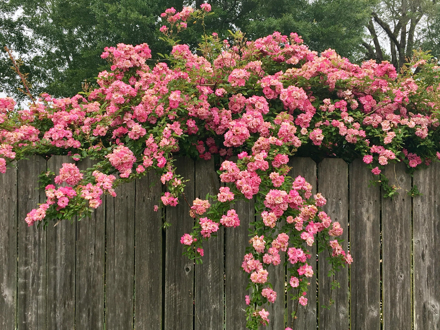 Peggy Martin Climbing Rose – Thornless Pink Hardy Vine Rose for Trellis & Fences