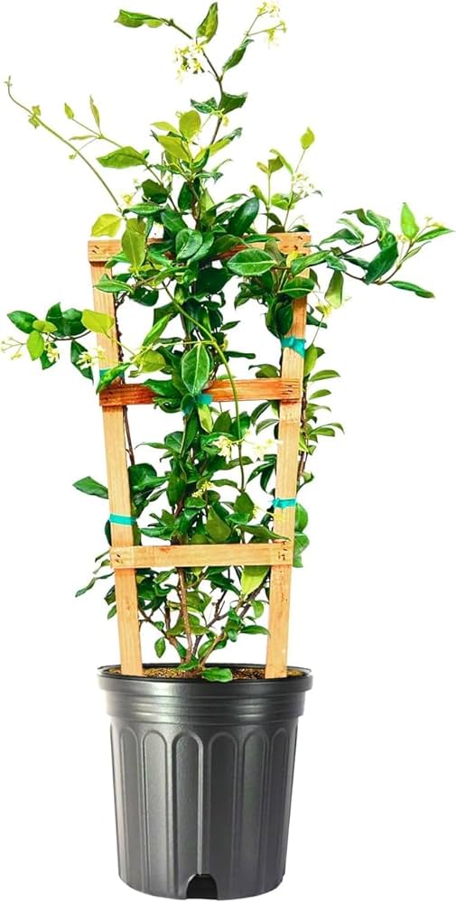 Star Jasmine – Fragrant Evergreen Climbing Vine with White Blooms