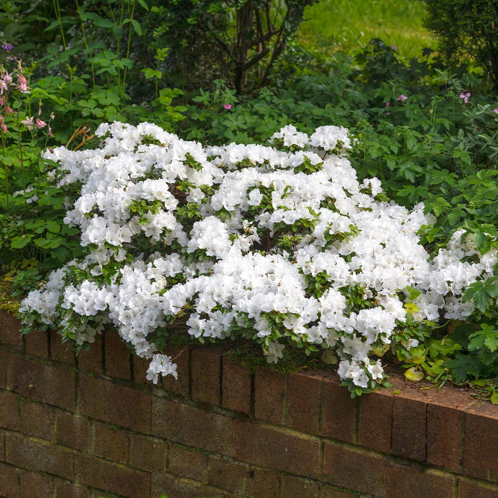 Autumn Angel Encore Azalea – White Reblooming Evergreen Shrub
