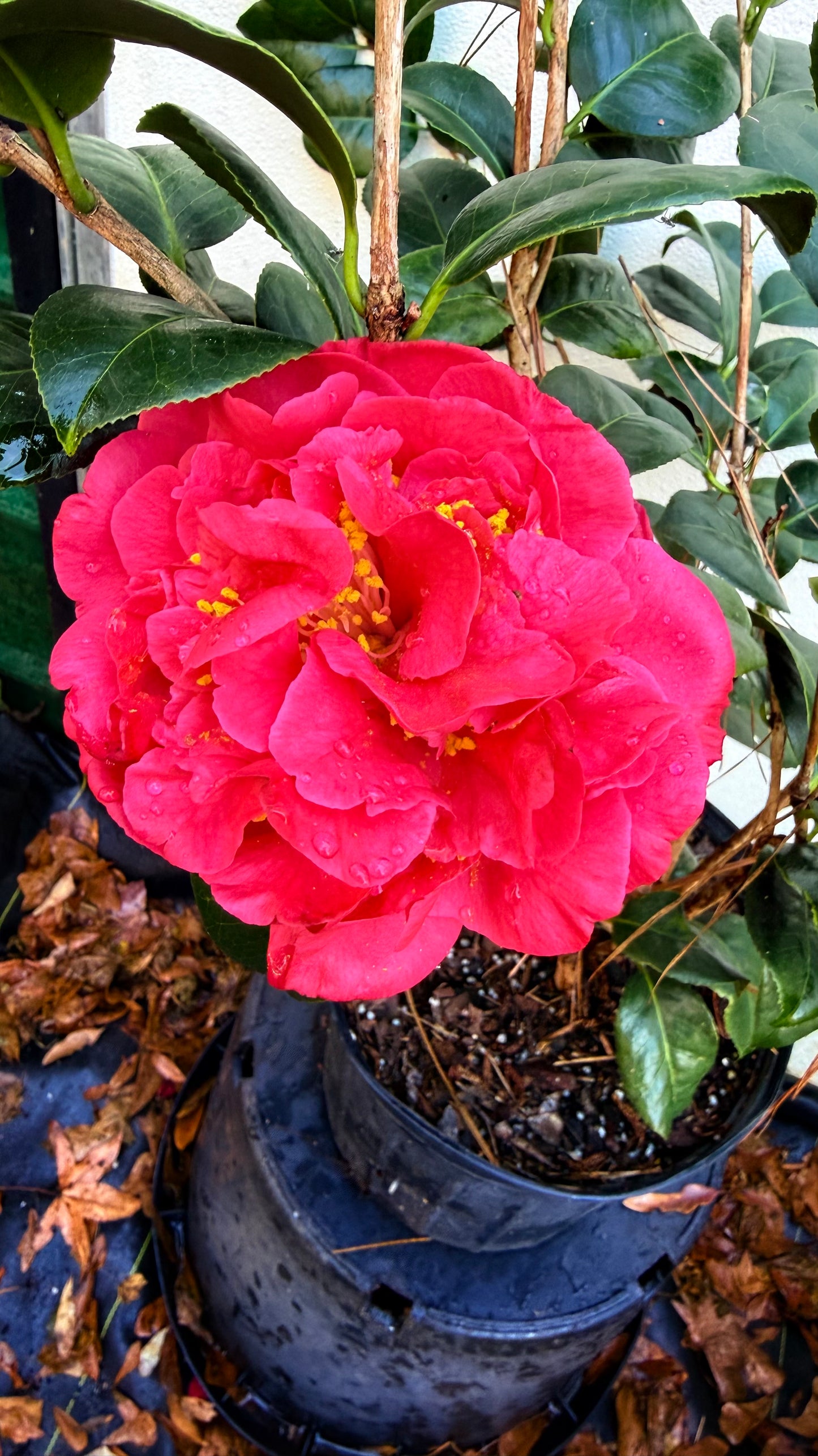 Kramer’s Supreme Camellia Japonica | Large Red Double Flowers