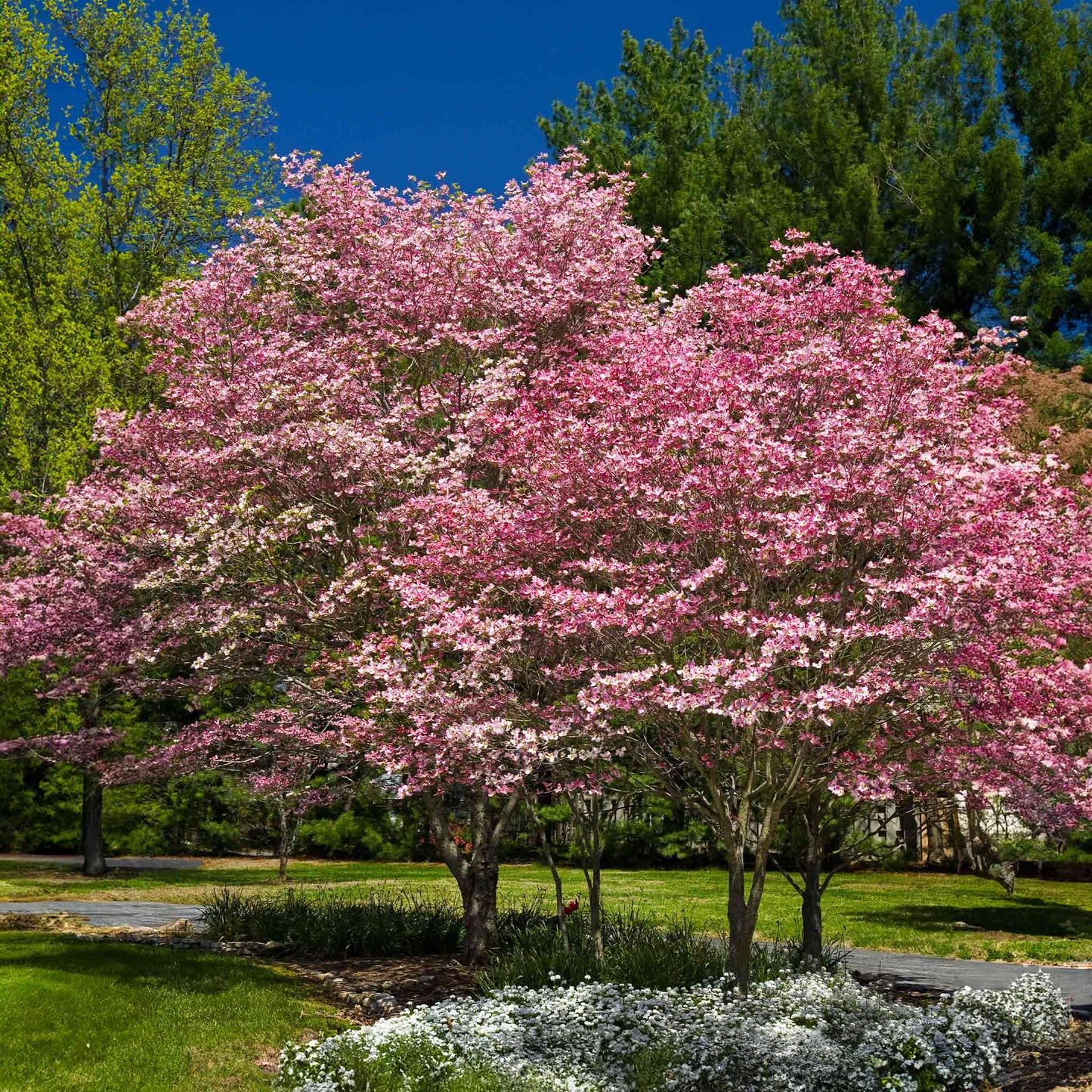 Cherokee Brave Dogwood Tree – Deep Red Flowering Ornamental