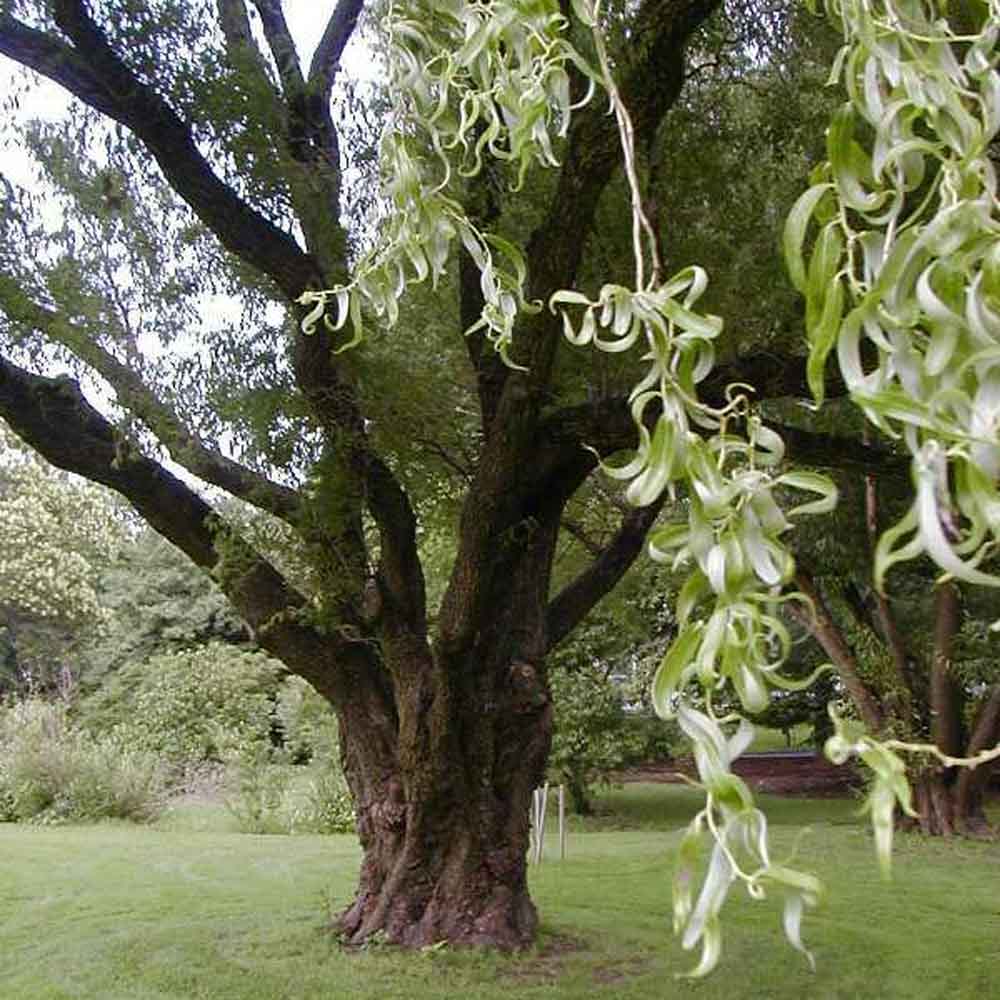 Corkscrew Willow Tree – Unique Twisted Branch Ornamental | Fast-Growing Landscape Accent