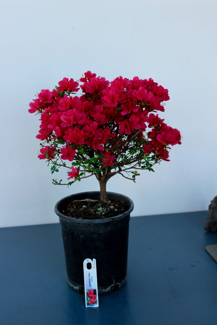 Hino Crimson Azalea – Evergreen Red Spring-Blooming Shrub