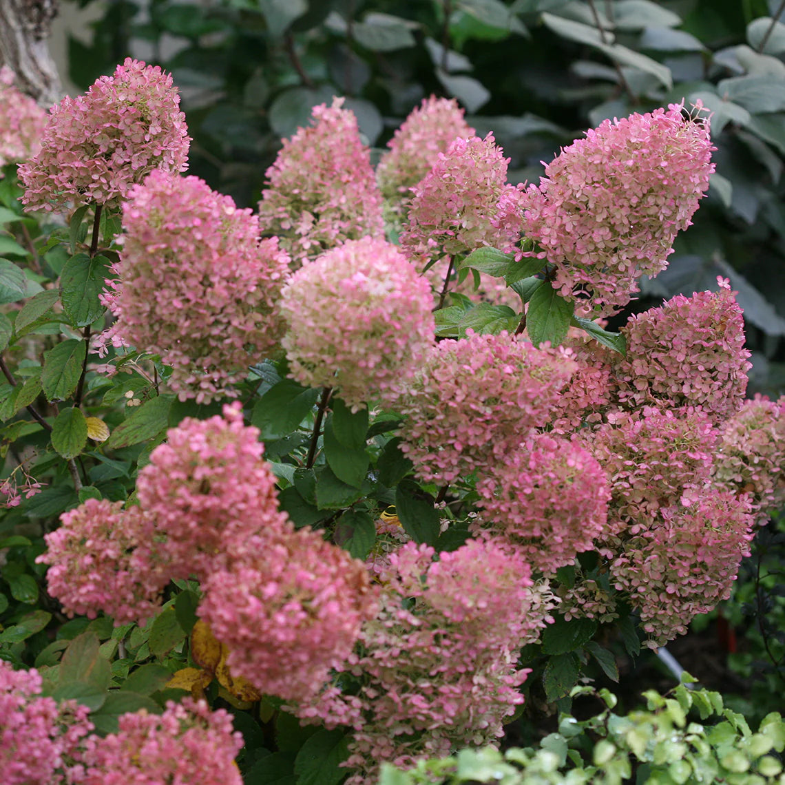 Bobo Hydrangea (Hydrangea Paniculata) – Compact White Flowering Shrub