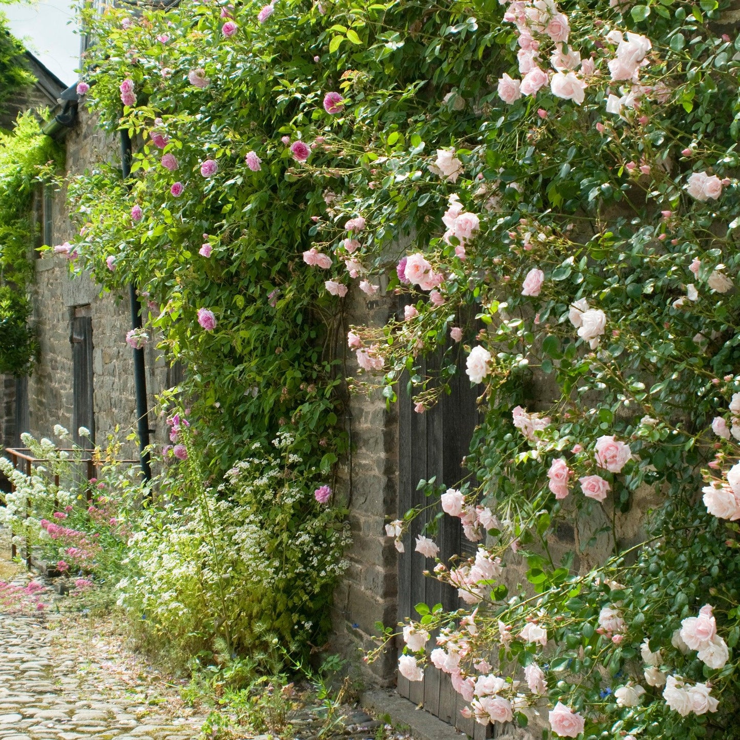 New Dawn Climbing Rose Plant – Fragrant Pink Climbing Rose Bush, Repeat Bloomer for Trellis, Fence, Arbor & Garden Landscaping