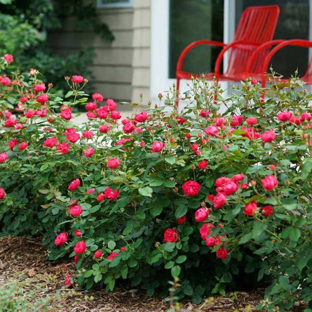 Red Knock Out Rose – Continuous Blooming Hardy Landscape Shrub