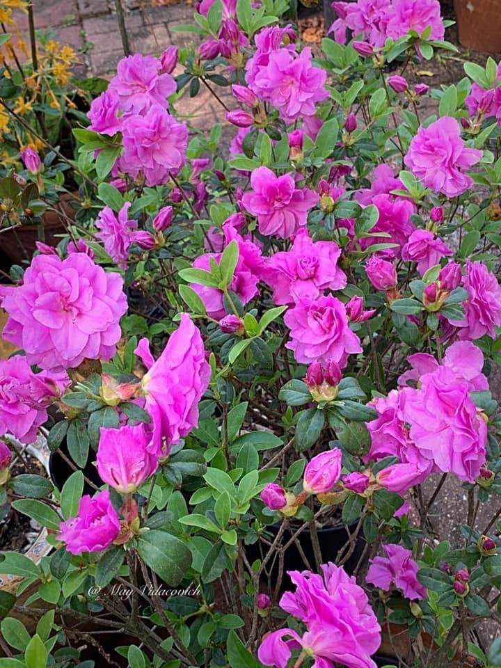 Amelia Rose Azalea Live Plant – Pink Flowering Evergreen Shrub for Garden & Landscape