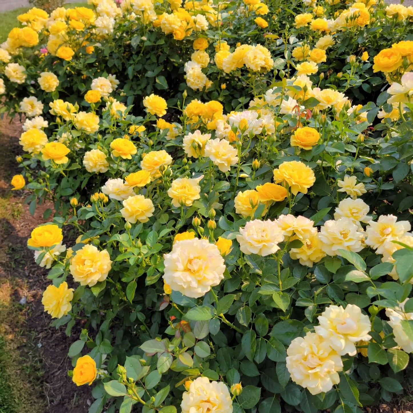 Julia Child™ Rose Bush – Golden Yellow Floribunda Shrub