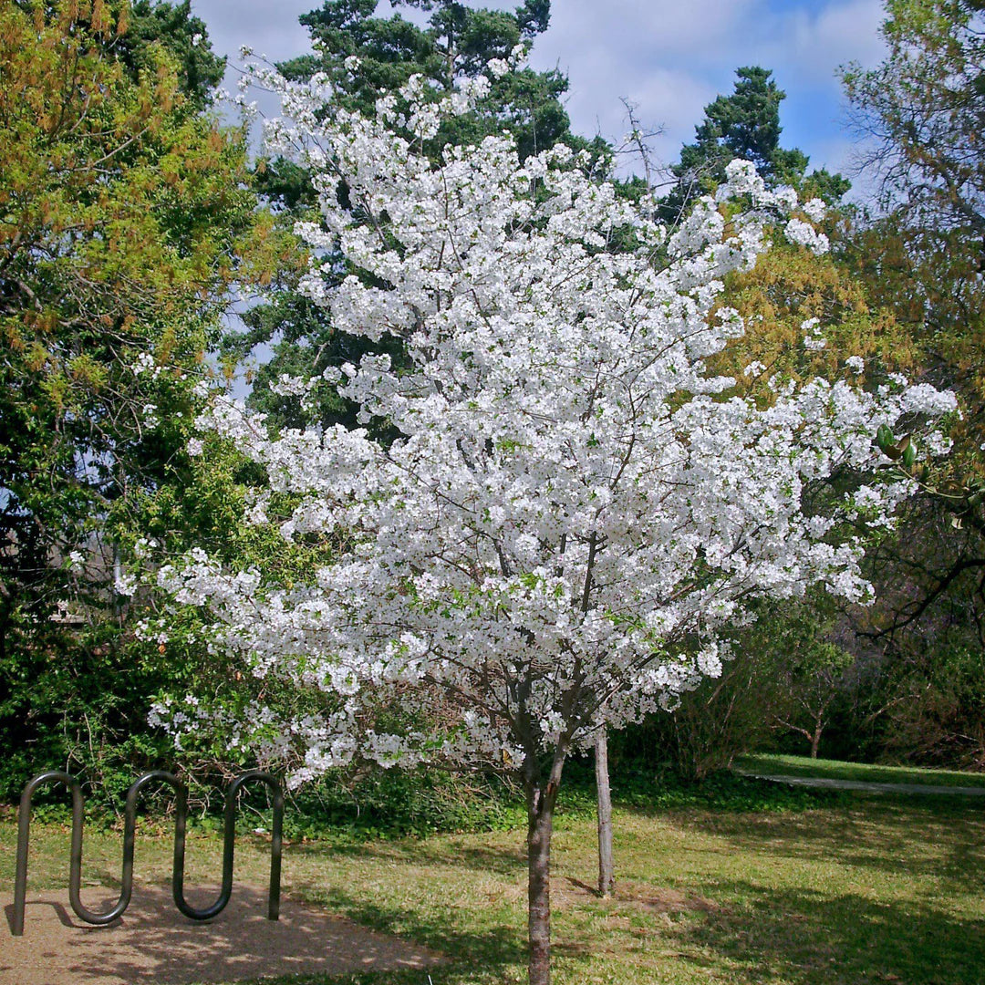 Yoshino Cherry Tree β Spring Flowering Ornamental