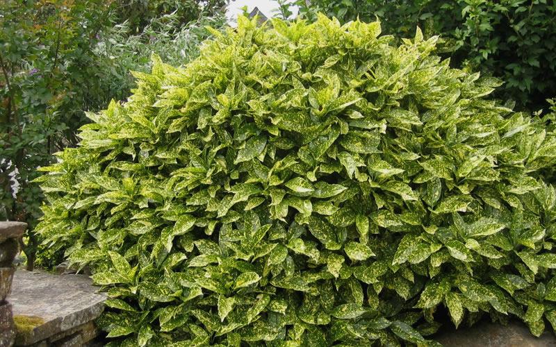 Gold Dust Aucuba Live Plant – Evergreen Shade Shrub with Yellow Variegated Foliage – Aucuba japonica ‘Variegata’