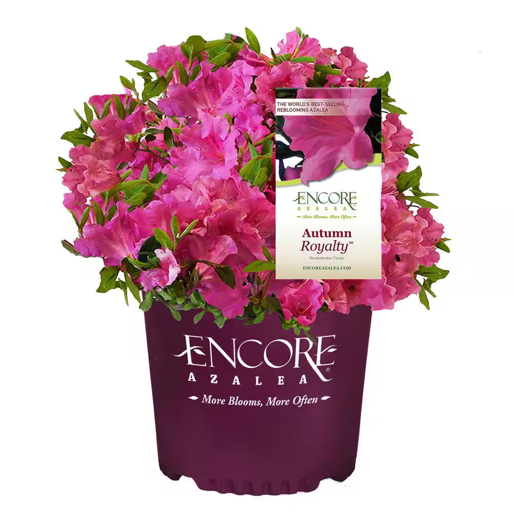 Royalty Encore® Azalea – Reblooming Purple Evergreen Shrub