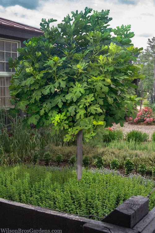 Celeste Fig Tree β Sweet Sugar Fig | Cold Hardy & Self-Pollinating Fruit Tree