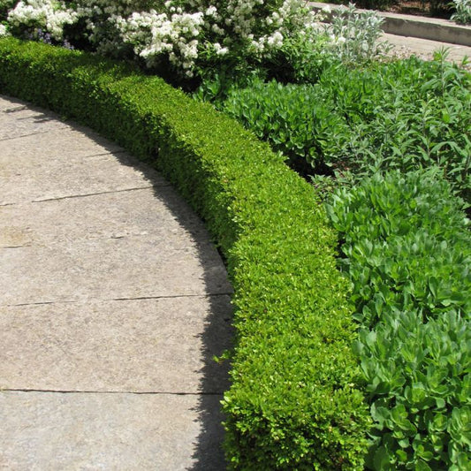 Green Velvet Boxwood Shrub – Compact Evergreen Hedge Plant – Year-Round Green Foliage – Ideal for Borders & Foundation Planting