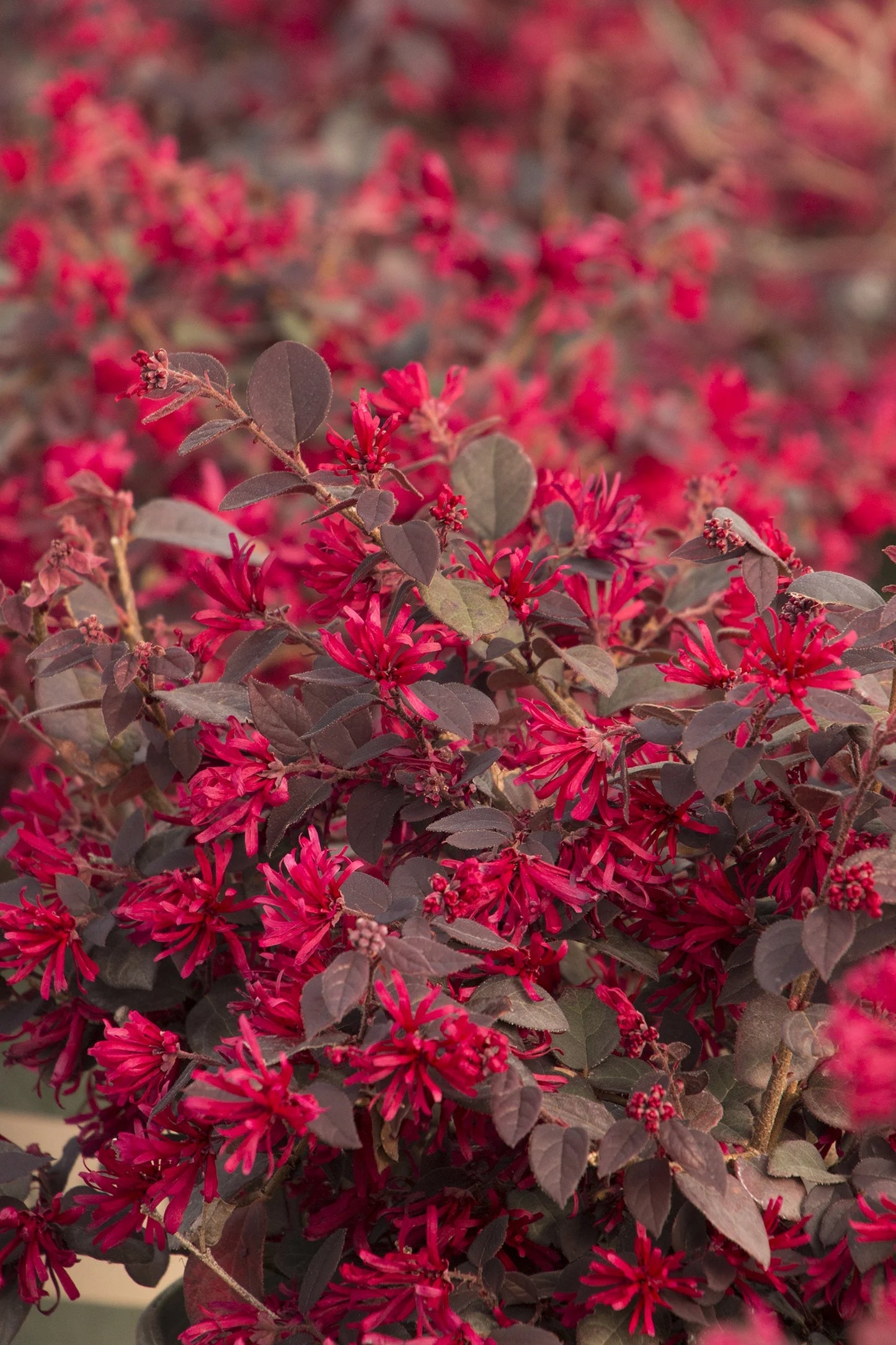 Red Chocolate Loropetalum β Burgundy Evergreen Shrub with Red Fringe Flowers