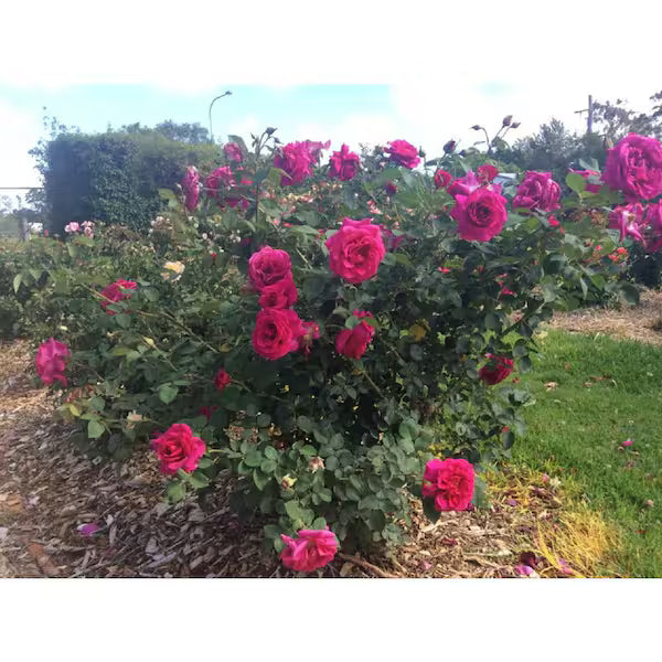 Brindabella Purple Prince Rose โ Fragrant Purple Shrub Rose | Disease-Resistant | Reblooms All Season