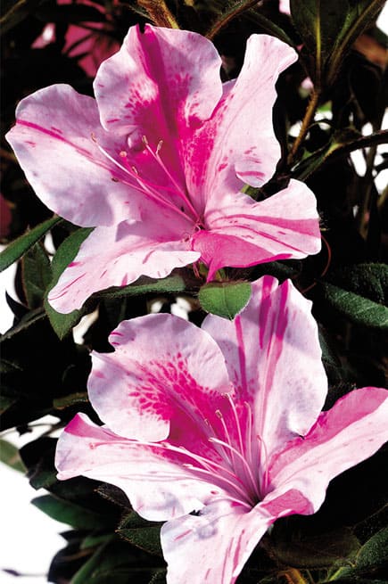 Autumn Twist Encore Azalea – Reblooming Evergreen Azalea Shrub