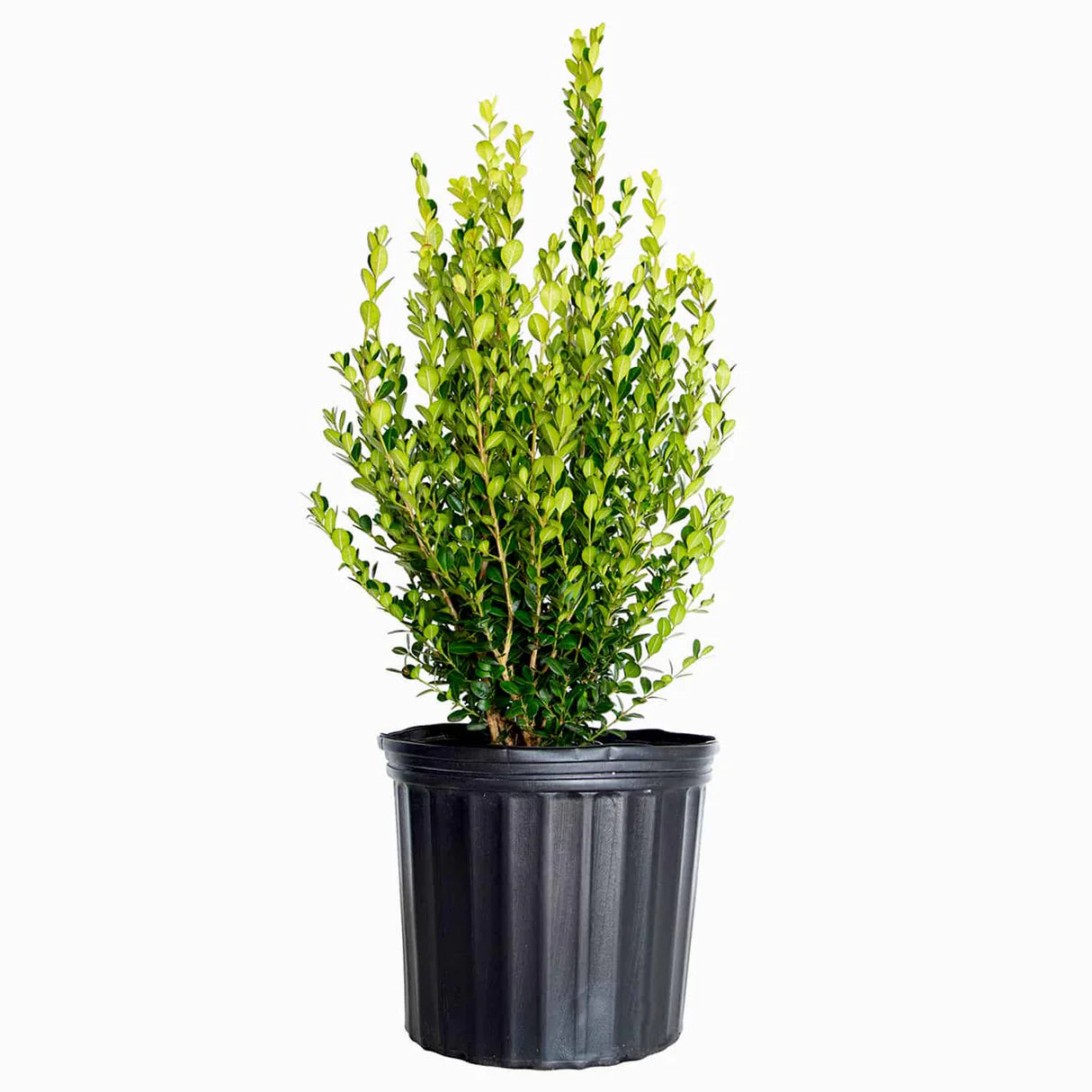 Wintergreen Boxwood | Evergreen Shrub for Hedges & Borders