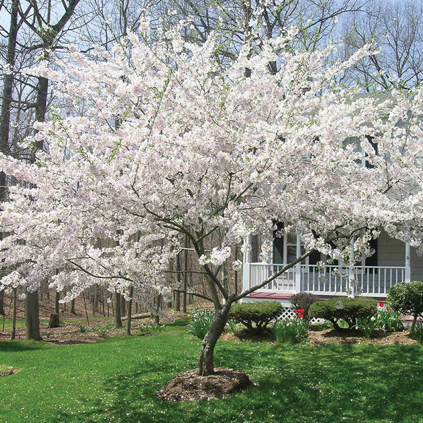 Yoshino Cherry Tree – Spring Flowering Ornamental