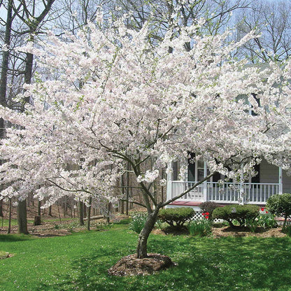 Yoshino Cherry Tree – Spring Flowering Ornamental
