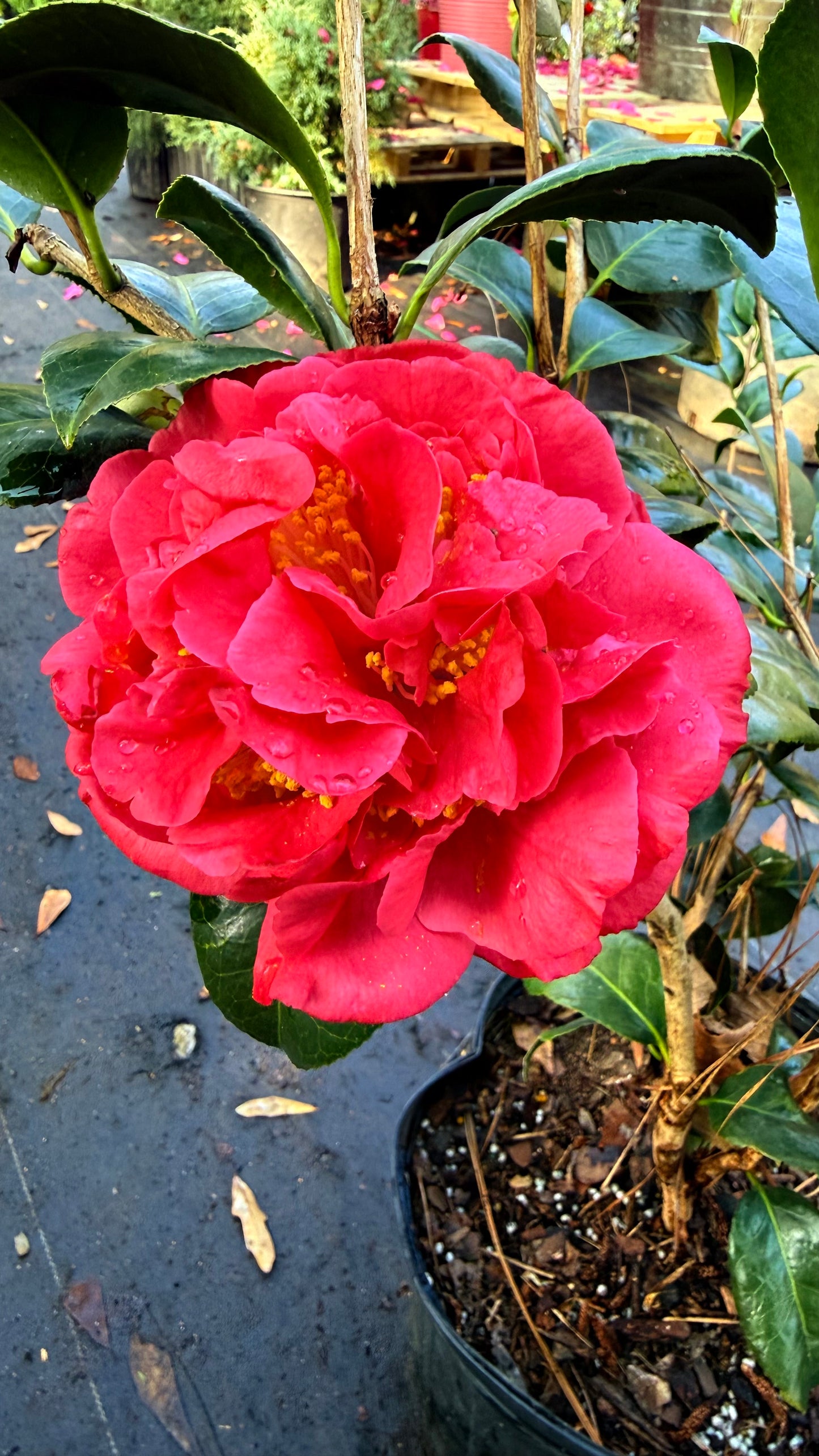 Kramer’s Supreme Camellia Japonica | Large Red Double Flowers