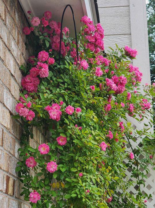 Peggy Martin Climbing Rose – Thornless Pink Hardy Vine Rose for Trellis & Fences