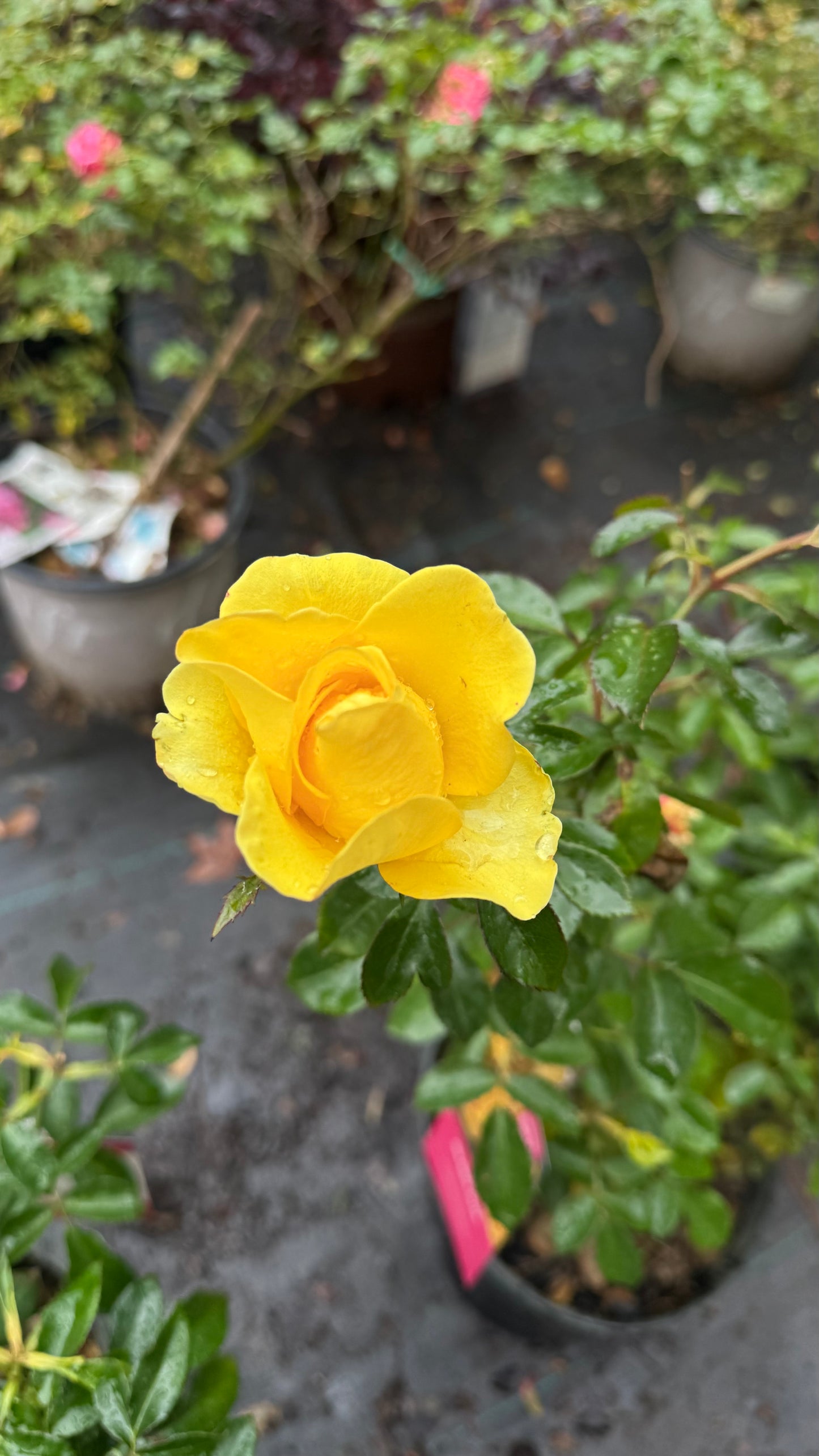Gilded Sun™ Rose – Bright Yellow Floribunda Rose Shrub
