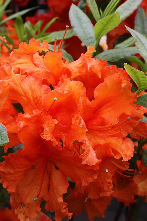 Gibraltar Azalea Live Plant – Bright Orange Spring Blooming Deciduous Shrub