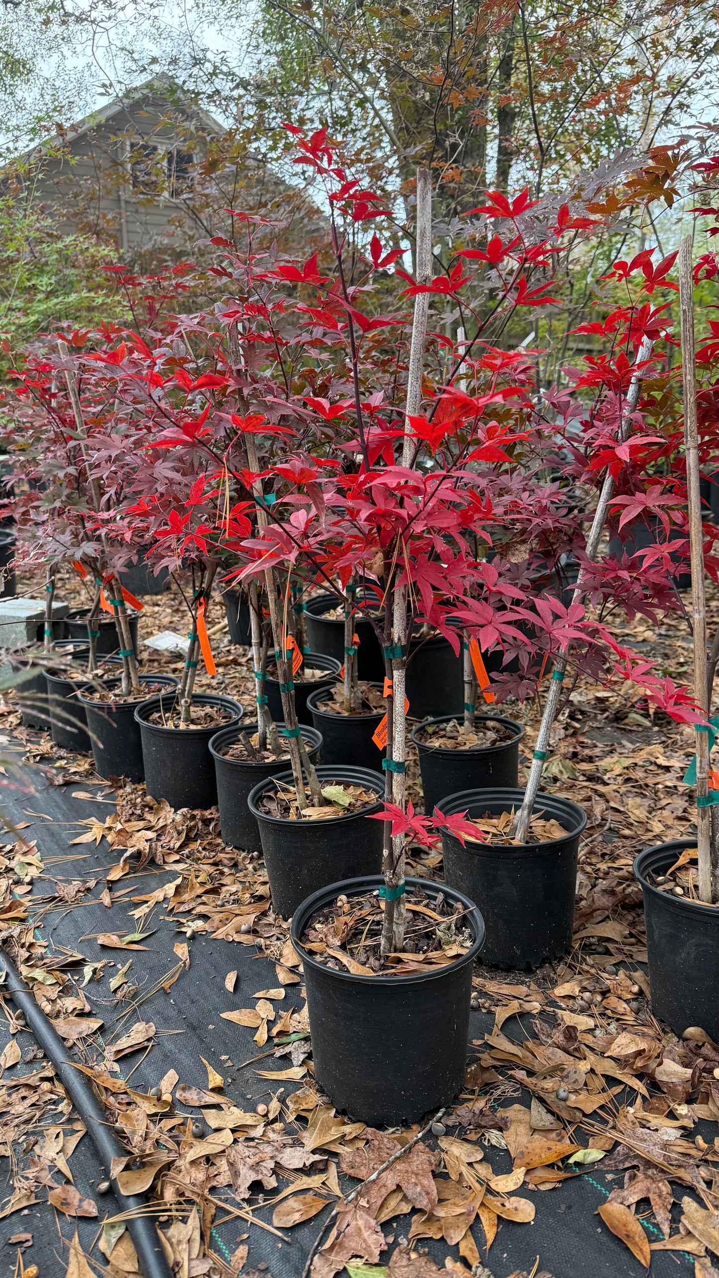 Bloodgood Japanese Maple Tree – Deep Red Foliage, Elegant Compact Form | Cold Hardy Zones 5-8