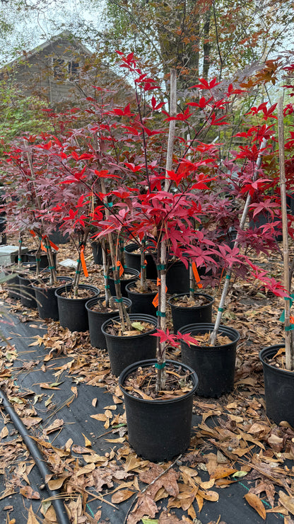 Bloodgood Japanese Maple Tree – Deep Red Foliage, Elegant Compact Form | Cold Hardy Zones 5-8
