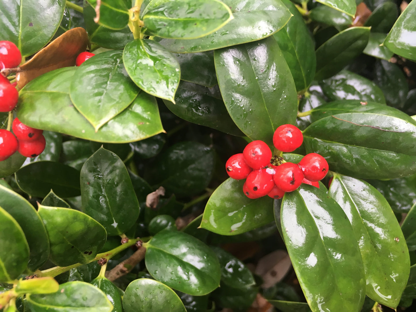 Dwarf Burford Holly – Compact Evergreen Shrub with Glossy Green Foliage and Red Winter Berries