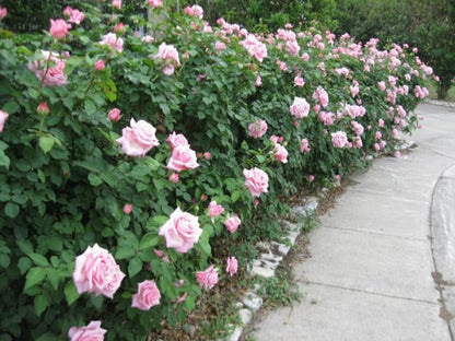 Belinda’s Dream Rose – Fragrant Pink Shrub Rose | Repeat Bloomer, Disease-Resistant Garden Rose