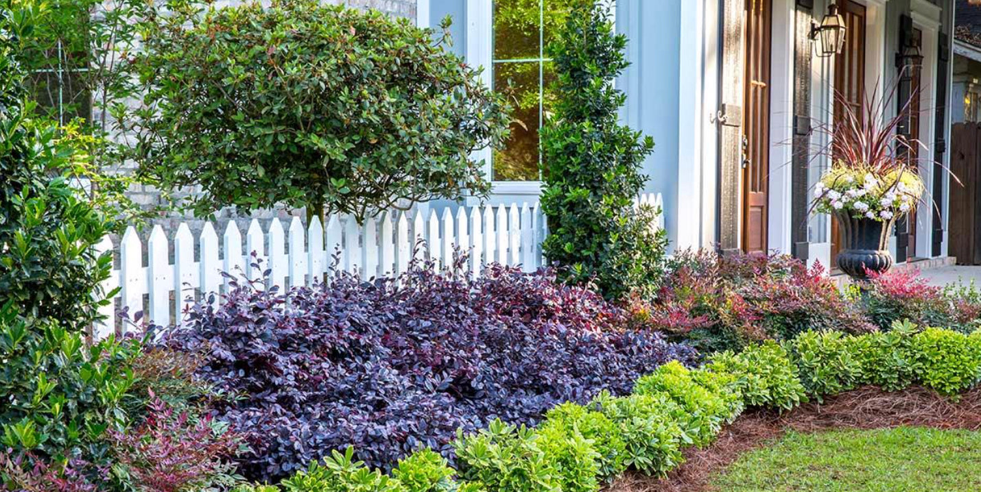 Crimson Fire Loropetalum – Compact Evergreen for Landscape & Garden