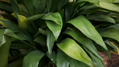 Elatior Cast Iron Plant – Low-Light Evergreen Indoor Foliage Plant