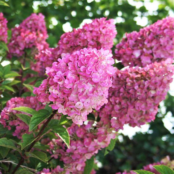 Strawberry Sundae Hydrangea – Pink & White Color Changing Flowering Shrub | Hydrangea paniculata ‘Rensun’