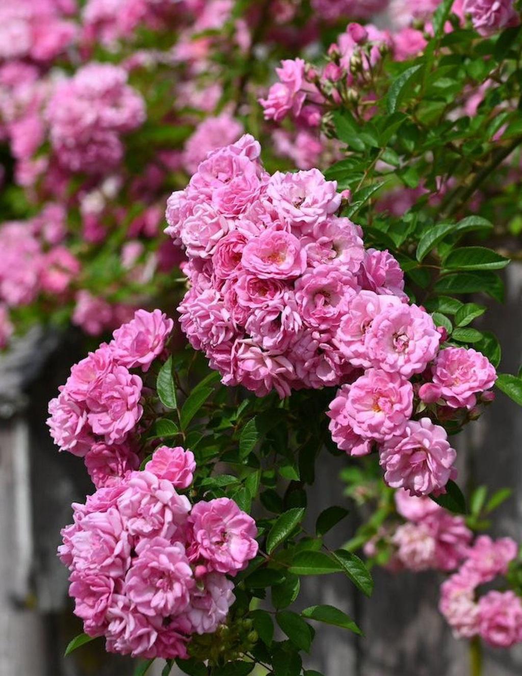 Peggy Martin Climbing Rose – Thornless Pink Hardy Vine Rose for Trellis & Fences