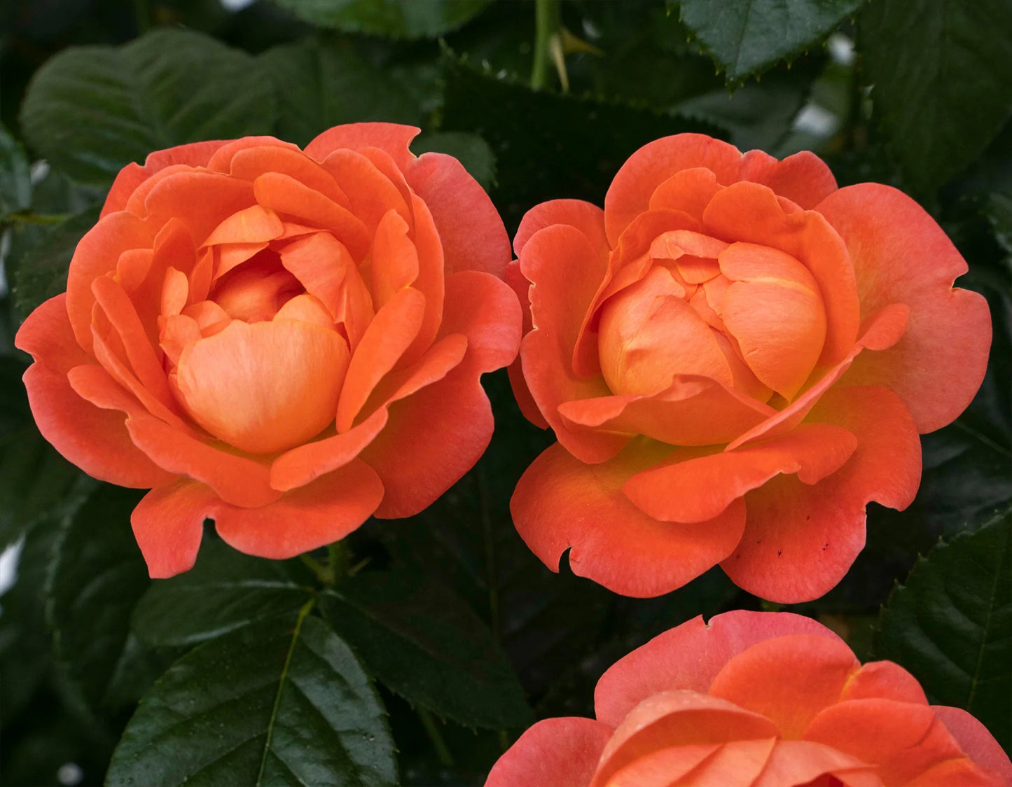 Orange Glow Knock Out Rose – Disease-Resistant Landscape Rose