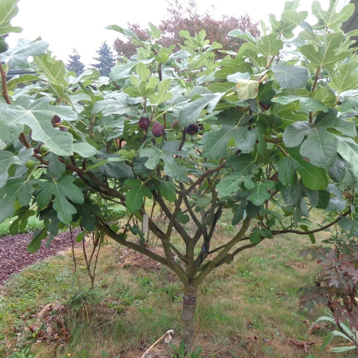 Chicago Hardy Fig Tree – Cold-Hardy, Self-Fertile Fig with Sweet Fruit | Easy to Grow in Pots or Ground