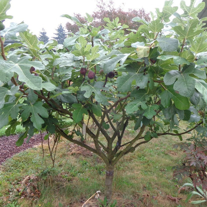 Chicago Hardy Fig Tree – Cold-Hardy, Self-Fertile Fig with Sweet Fruit | Easy to Grow in Pots or Ground