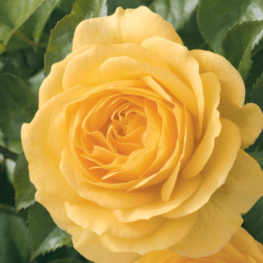 Julia Child™ Rose Bush – Golden Yellow Floribunda Shrub