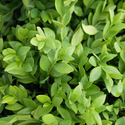 Green Velvet Boxwood Shrub – Compact Evergreen Hedge Plant – Year-Round Green Foliage – Ideal for Borders & Foundation Planting