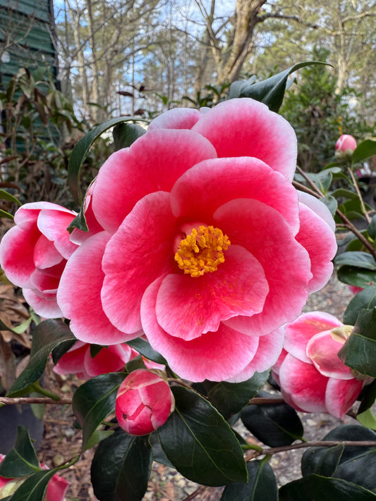 Sadaharu Oh Camellia – Red & White Winter Blooming Evergreen Shrub | Camellia japonica