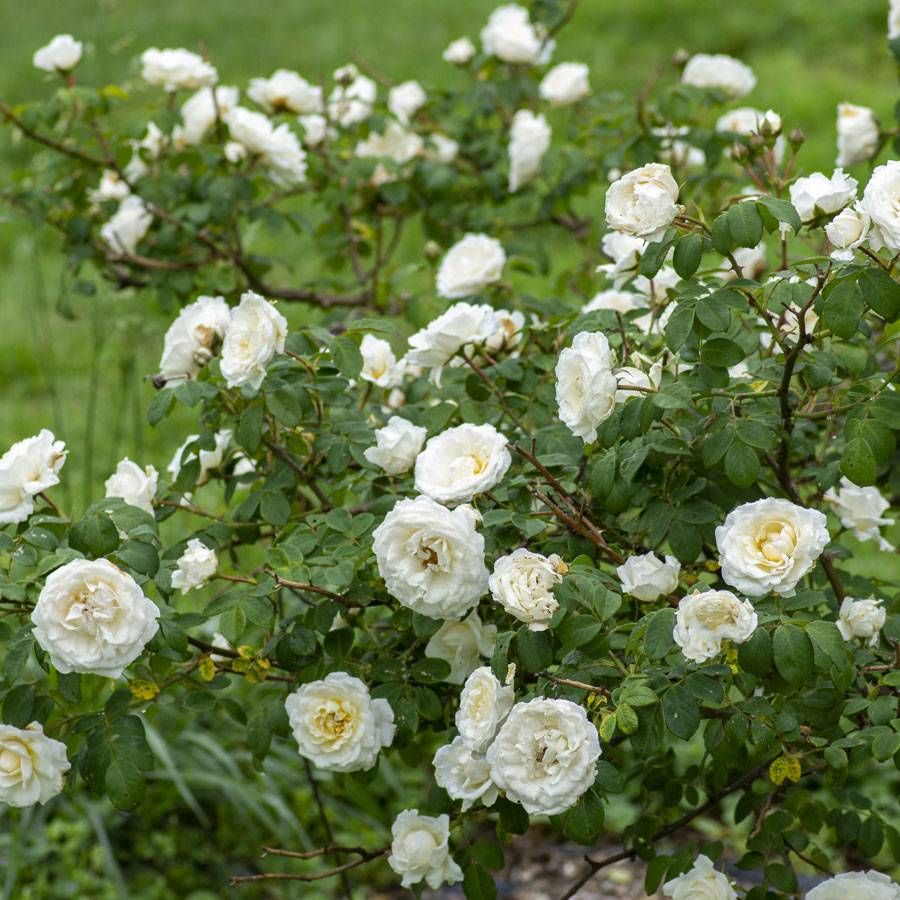 Cloud Ten Climbing Rose – Pure White Blooms
