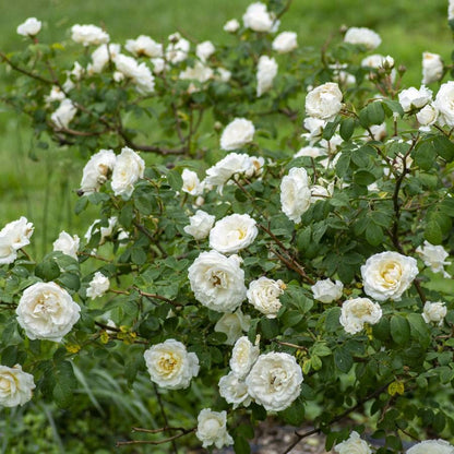 Cloud Ten Climbing Rose – Pure White Blooms