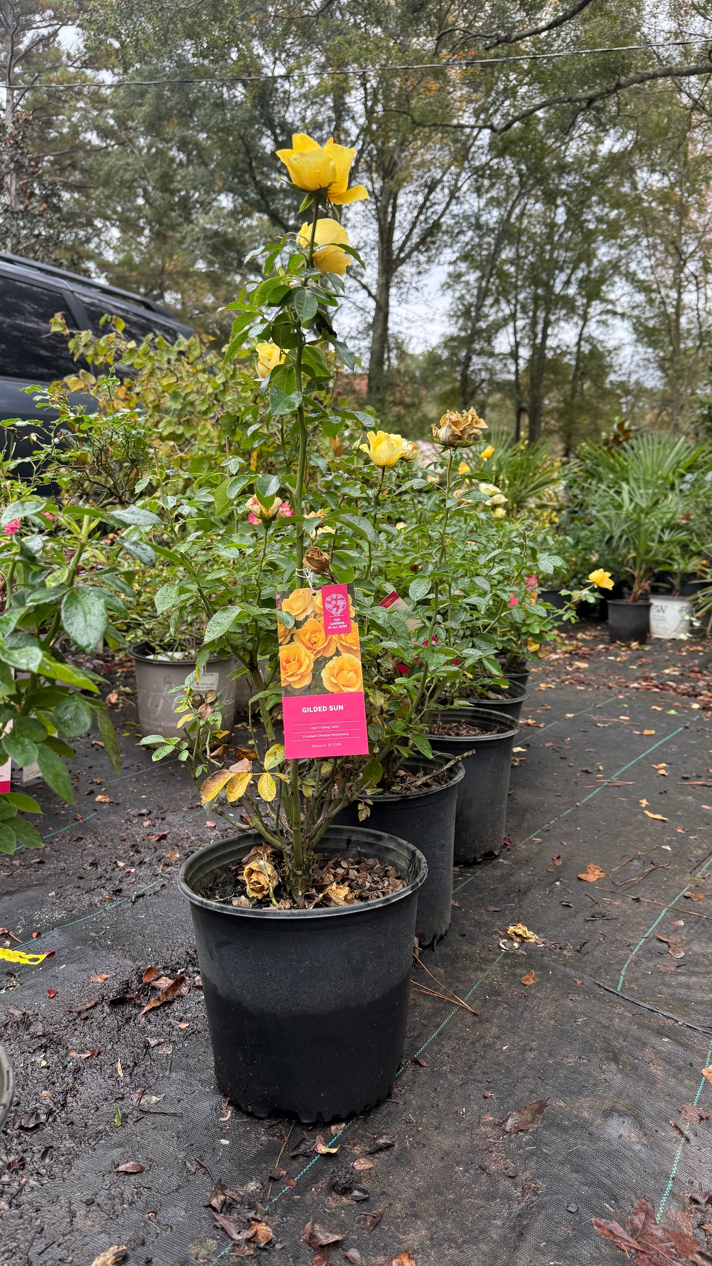 Gilded Sun™ Rose – Bright Yellow Floribunda Rose Shrub