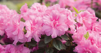 Carnation Encore Azalea – Reblooming Pink Double Azalea Shrub (Evergreen)