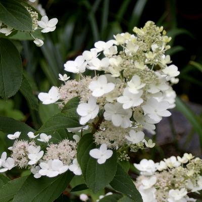 Tardiva Hydrangea Live Plant – Late Blooming White Panicle Hydrangea with Pink Flowers – Hardy Outdoor Shrub