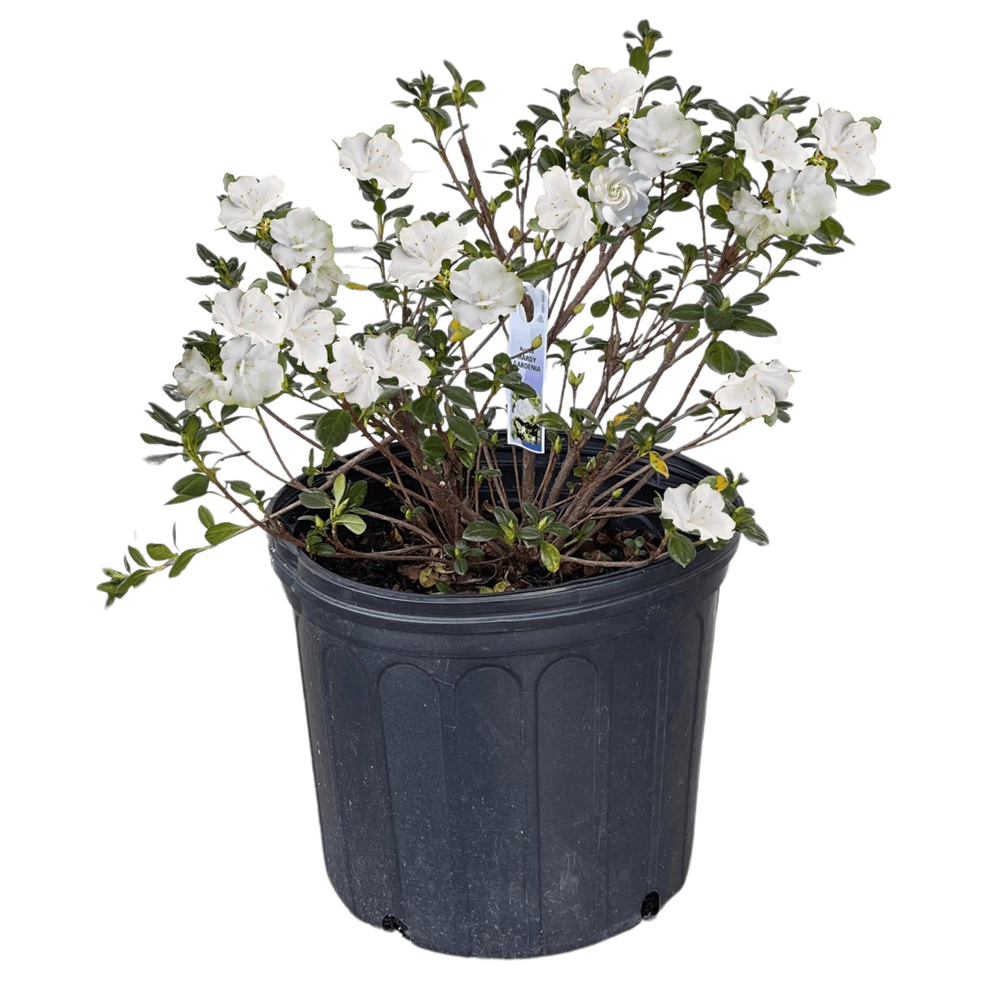 Hardy Gardenia Azalea – Evergreen White Blooming Shrub | Compact Cold-Hardy Azalea for Partial Shade (Zones 6–9)