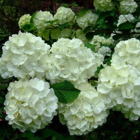 Chinese Snowball Viburnum – Large White Blooming Ornamental Shrub