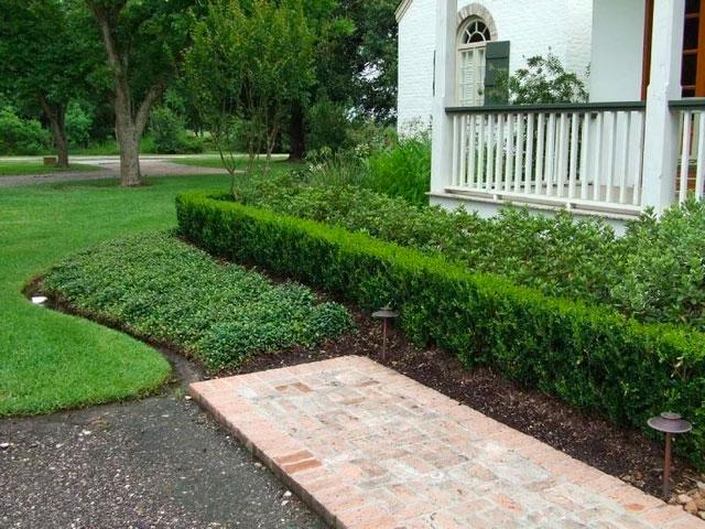 Wintergreen Boxwood | Evergreen Shrub for Hedges & Borders